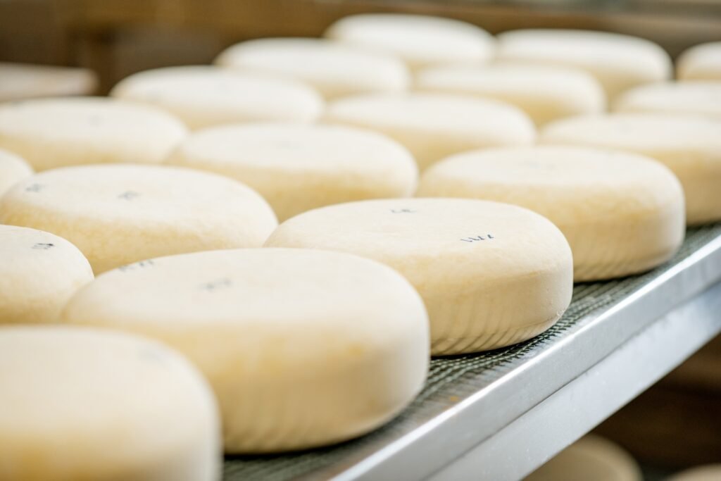Salted cheese wheels at the manufacturing
